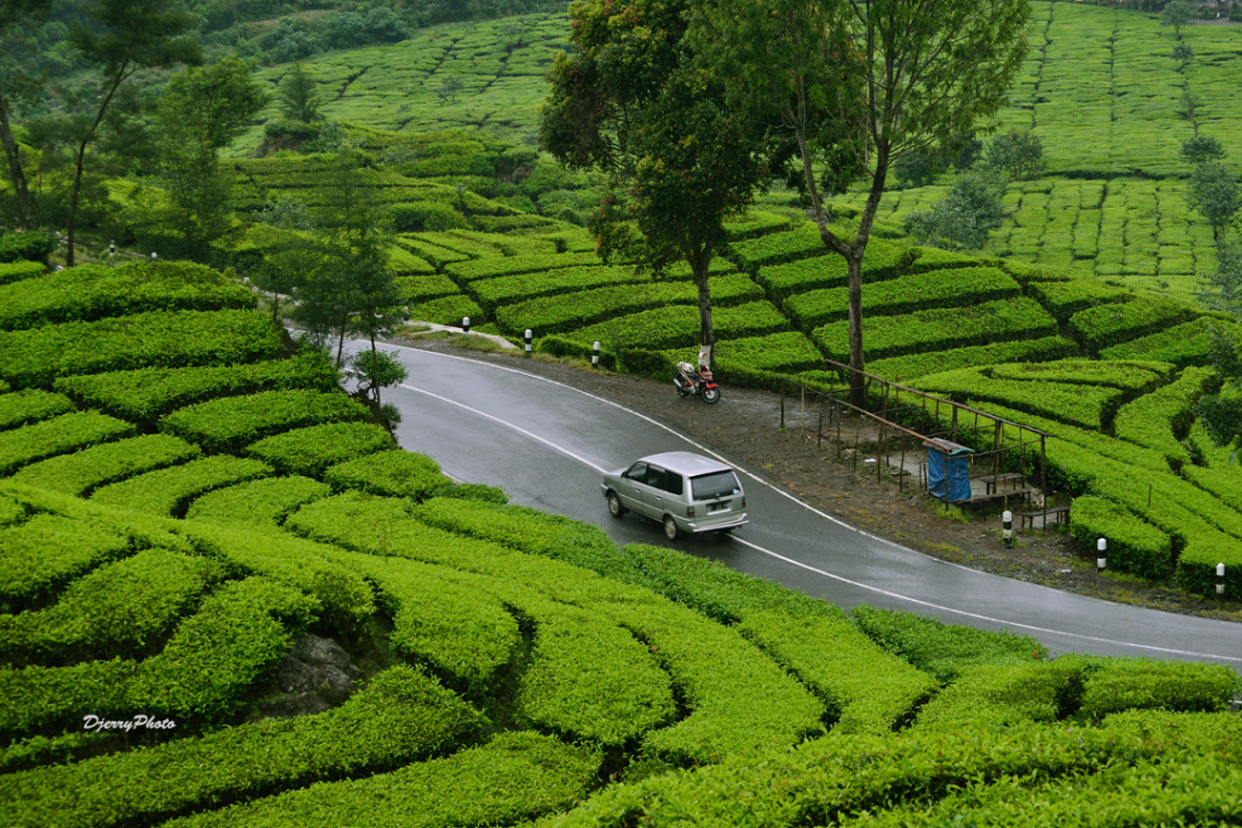 Tea gardens