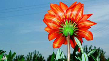 Greetings the Morning Sun...