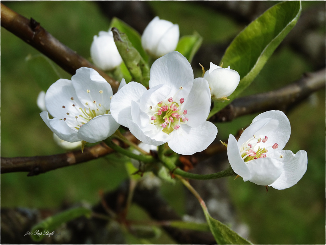 Flowering time