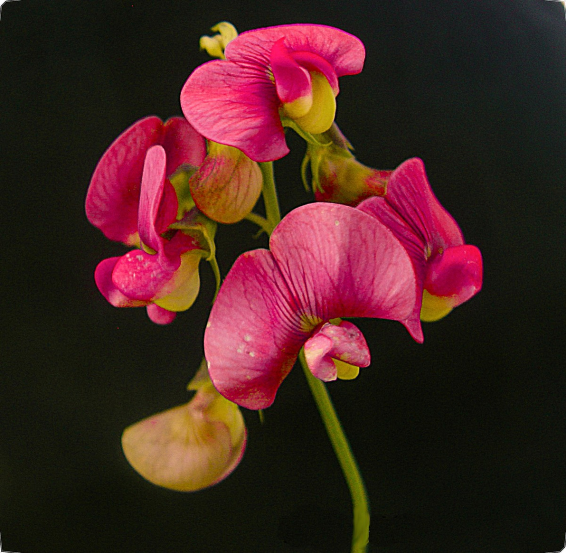 floweret