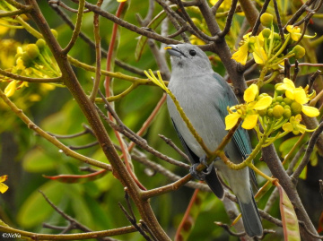 Eating flowers
