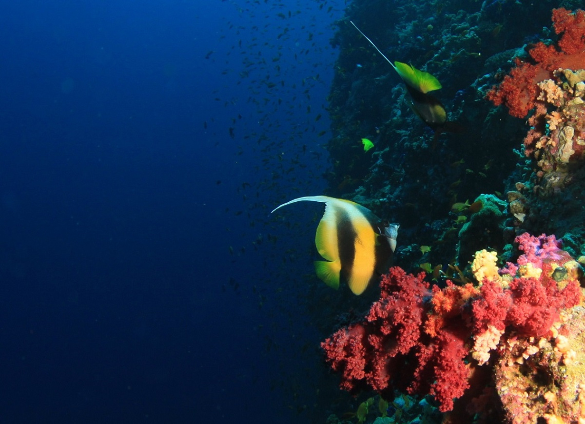 Red Sea Bannerfish