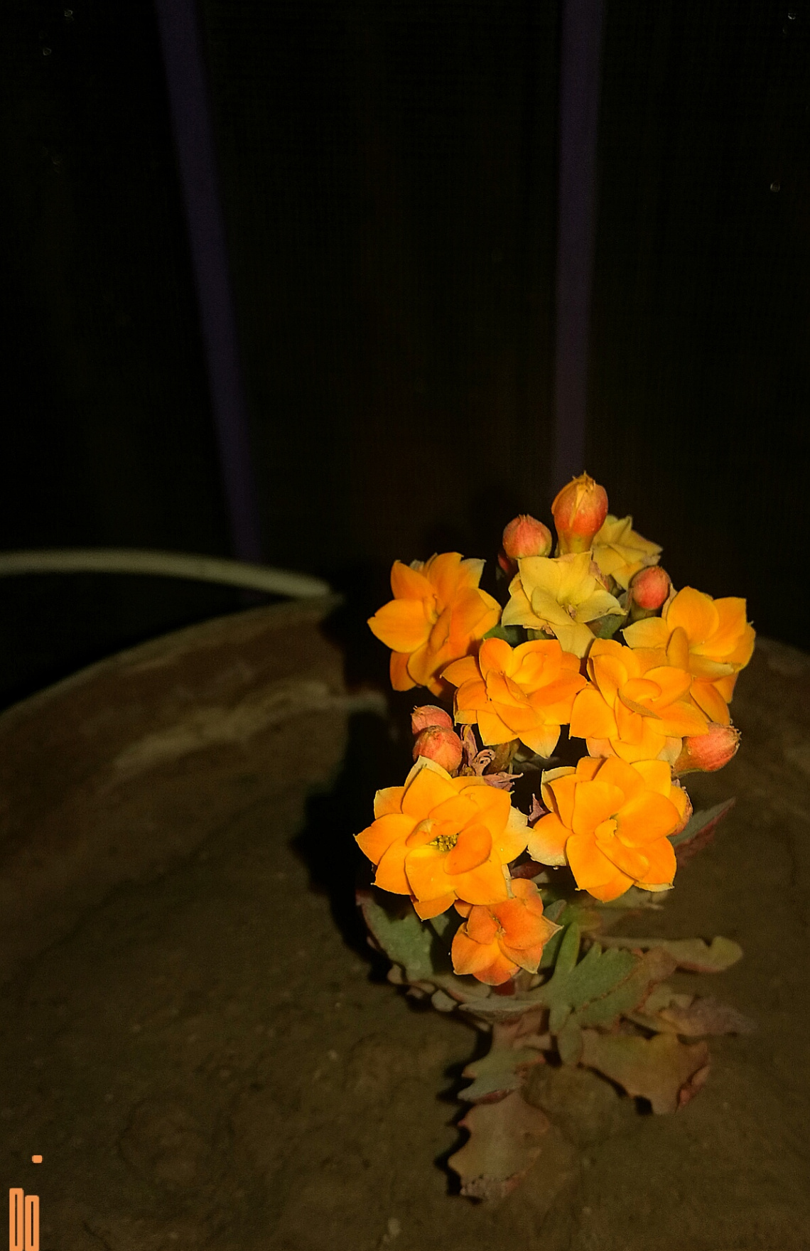 Cactus Bloom