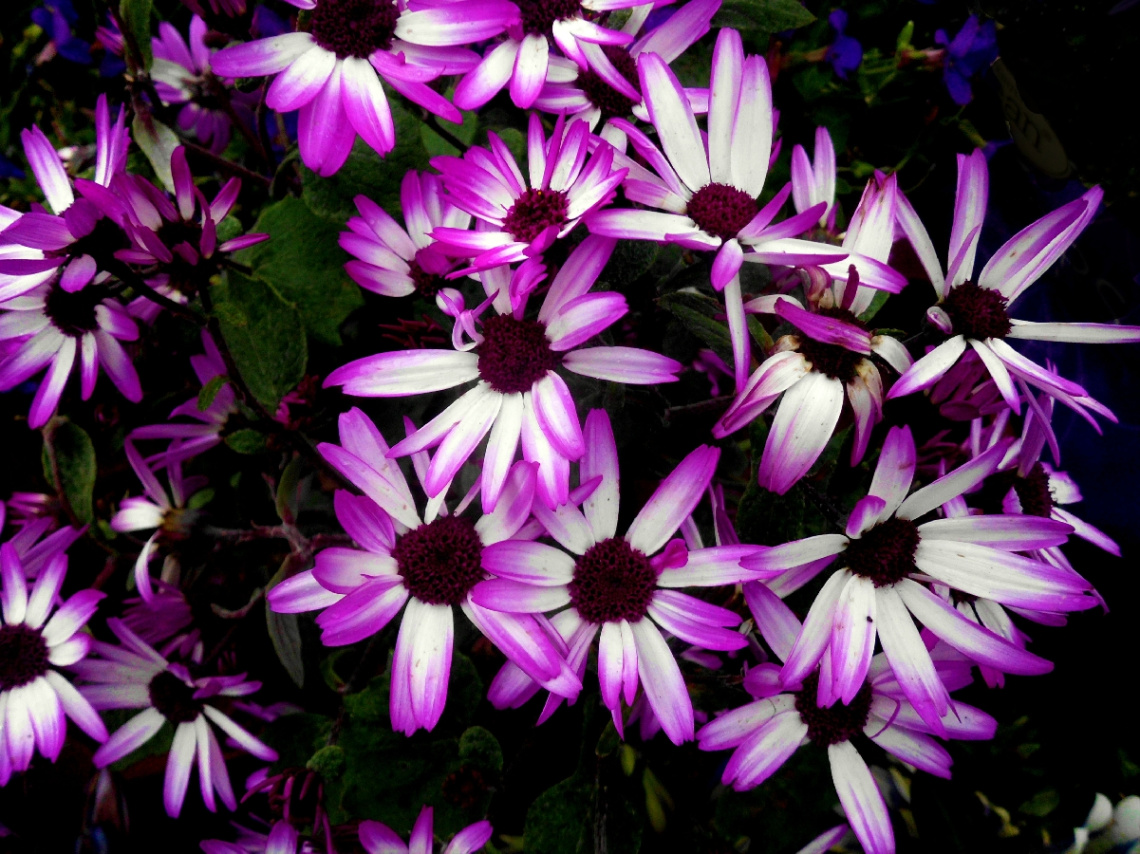 BLÜTEN