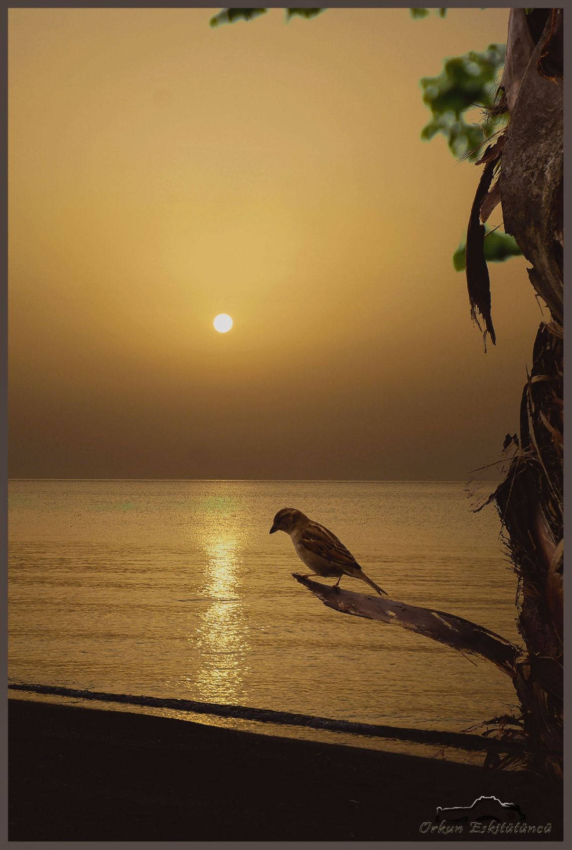 Sunrise and bird