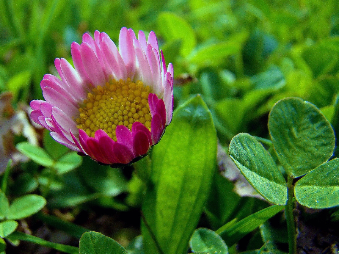 GÄNSEBLÜMCHEN