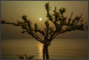Sunrise and tree