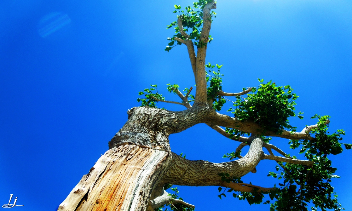 Re-grow......