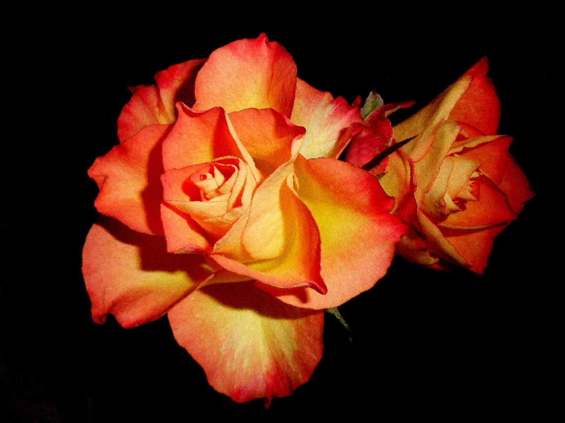 ROSEN