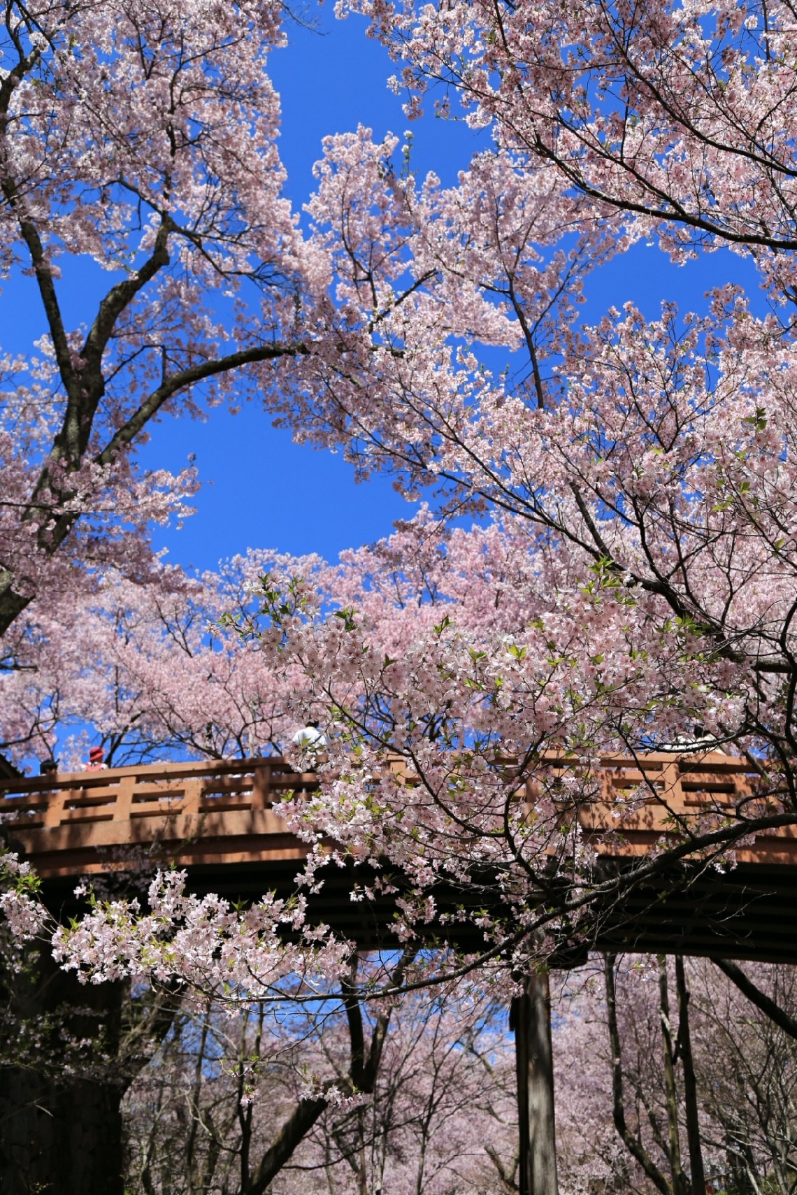 Cherry blossom !!