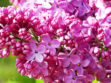lilac flower