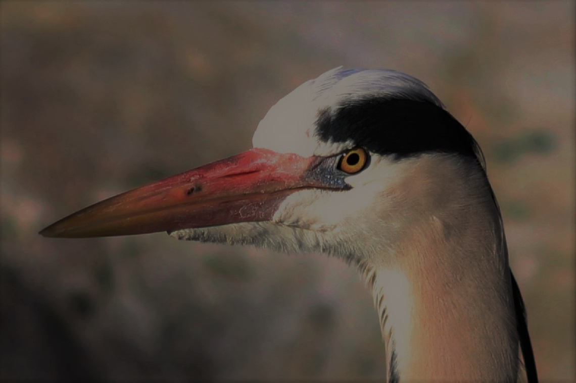 Heron profile