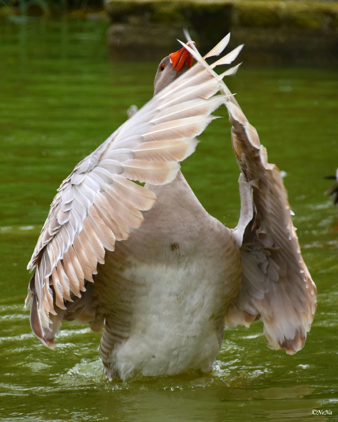 Displaying their wings