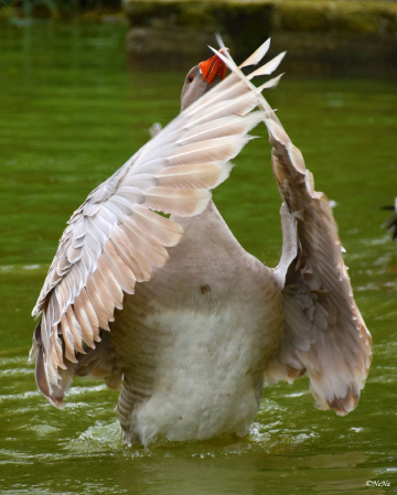 Displaying their wings