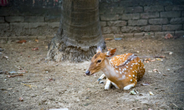 The Chital / Spotted Deer