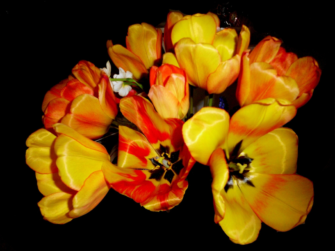 TULPEN