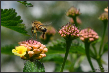 Bee