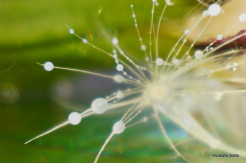 Miniciks Hayatlar  DAMLA 