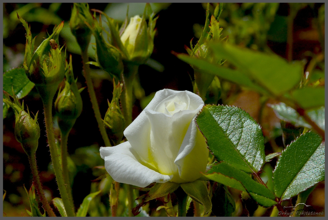 White rose