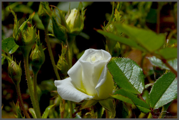 White rose