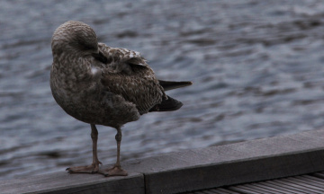 A seagull moment