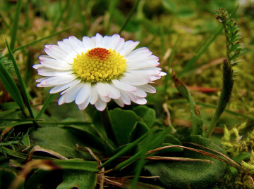 GÄNSEBLÜMCHEN