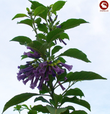 Blume
