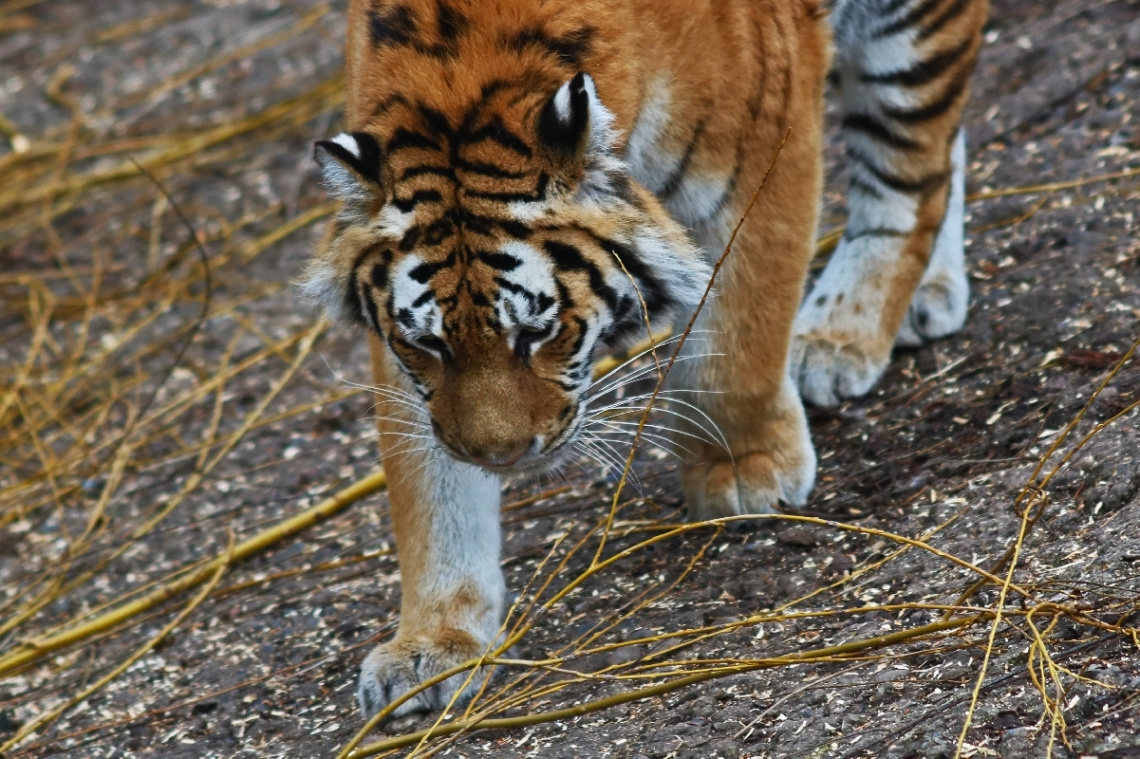 A Tiger moment
