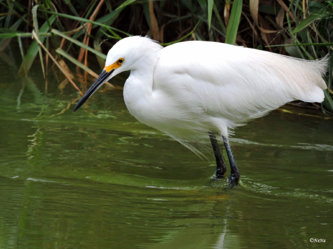 Snowy Egret