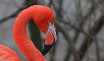 Close to a flamingo