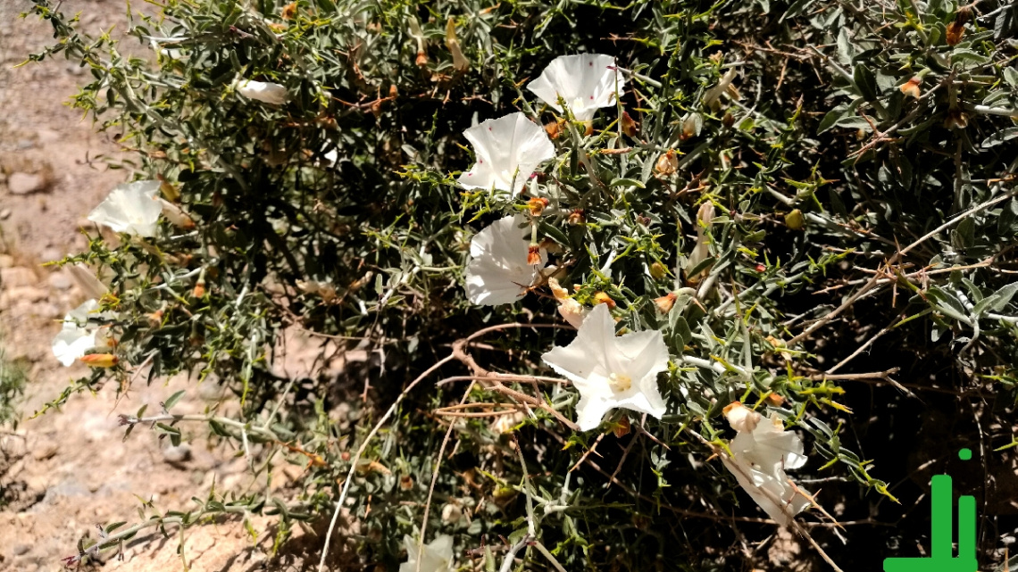 Wild Spring Mastung valley