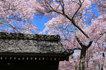 Cherry blossom