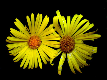 BLÜTEN