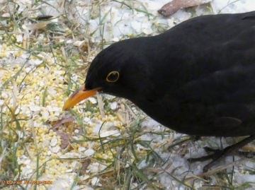 Amsel