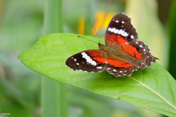 Mata Atlântica