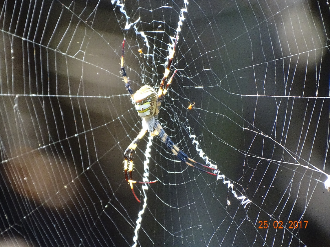Spinne am Morgen