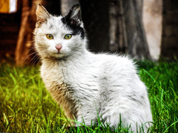 #cat 