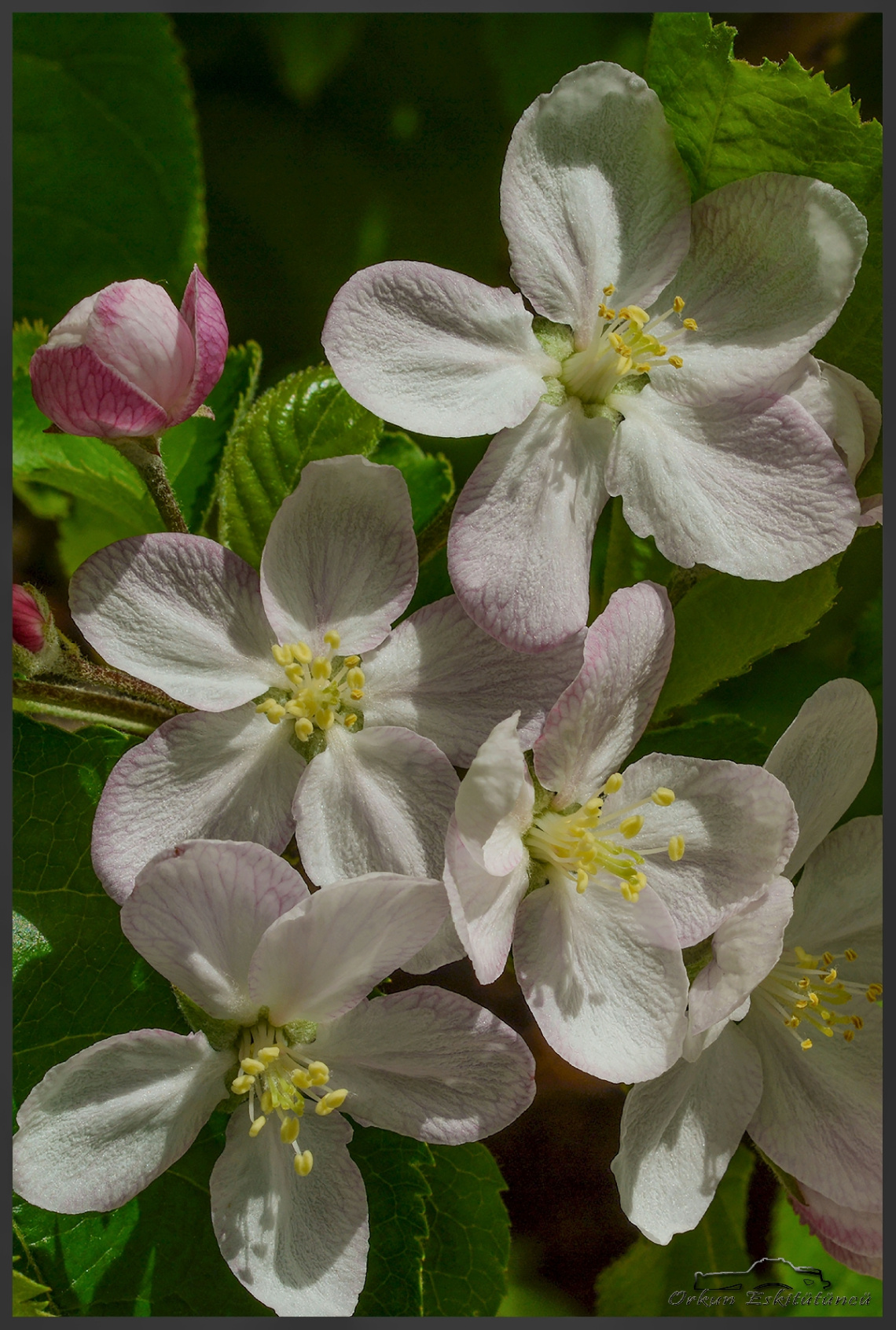 Portakal Çiçeği - Orange Blossom