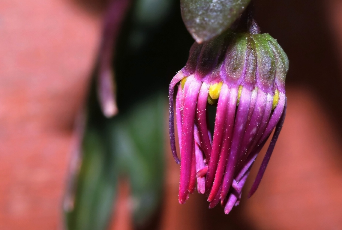 Macro