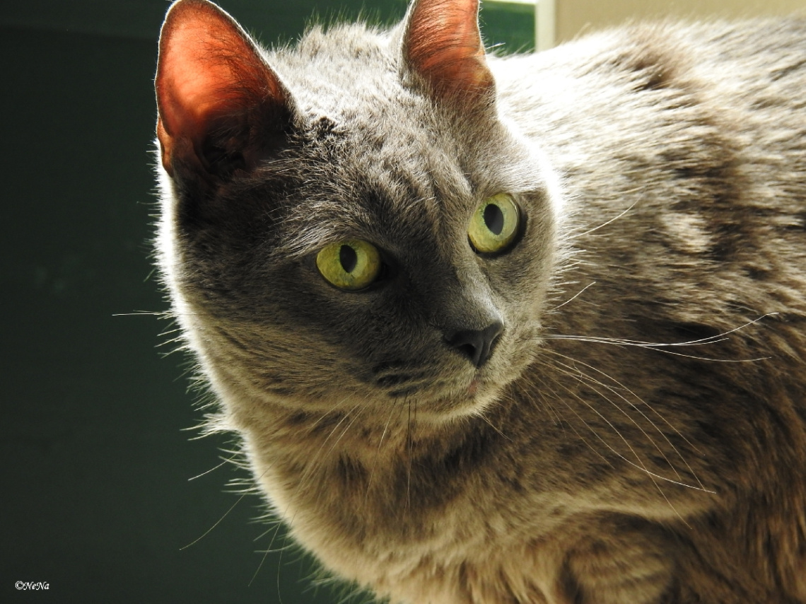 Pepina