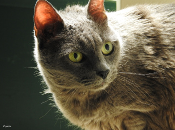 Pepina