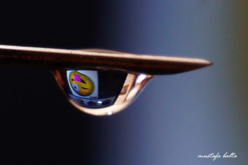 Miniciks Hayatlar  EMOLOJİ YANSIMALI DAMLA 