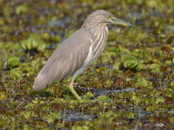 Indian Pond Heron