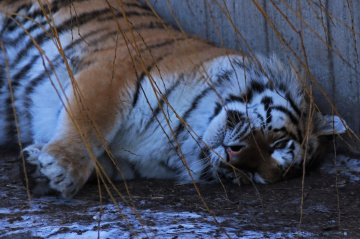 Amur tiger