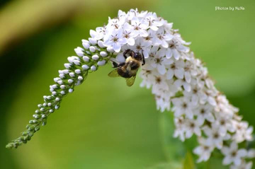 Delicate