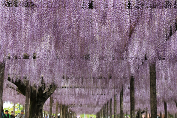 purple showers