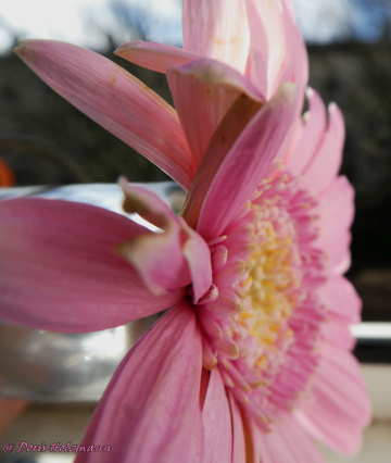 rosa Blüte