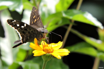 Mariposa