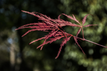Kırmızı Yapraklar ve Bokeh