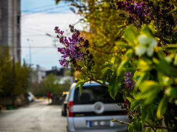 #spring